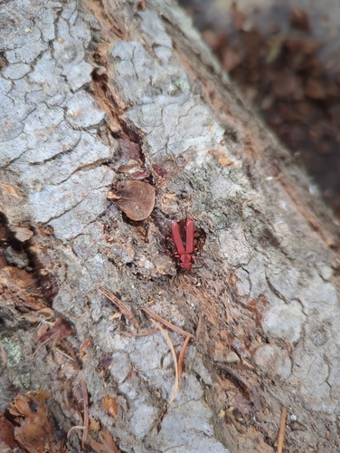 Red Flat Bark Beetle