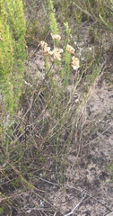 Nanobubon hypogaeum