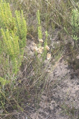 Nanobubon hypogaeum