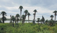 Trithrinax campestris