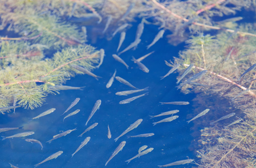 Myriophyllum sibiricum, photograph 5