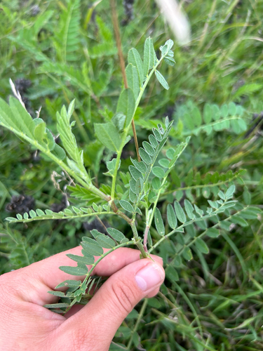 Chickpea Milkvetch