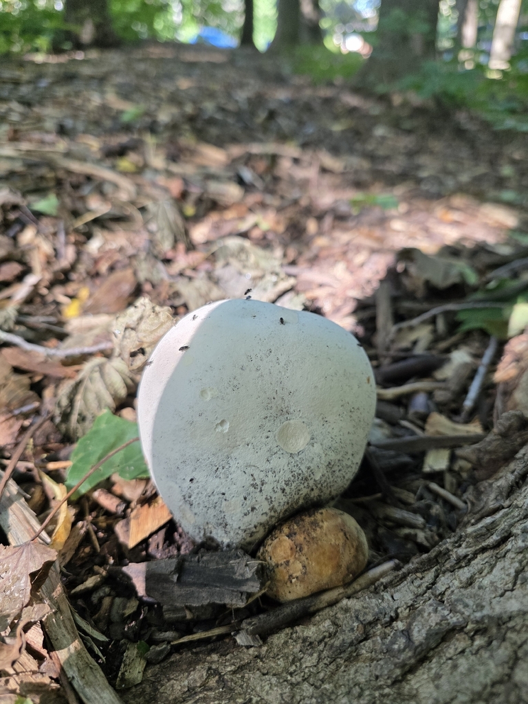giant puffball · September 2026 · photo: Photo: no rights reserved · iNaturalist