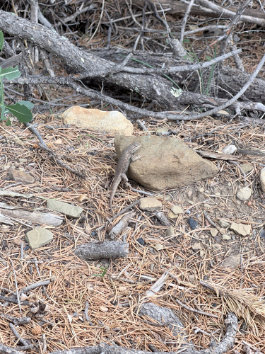 Prairie Lizard