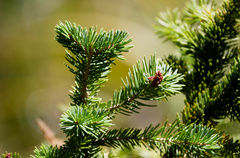 Picea engelmannii