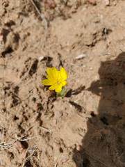 Malacothrix fendleri