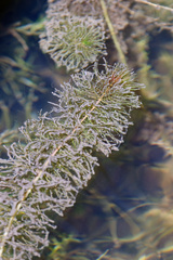 Myriophyllum sibiricum, photograph (c) Daughter Dad, some rights reserved (CC BY)