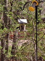 Dumetella carolinensis