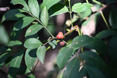 Synoum glandulosum, photograph (c) Bryce Watts-Parker, some rights reserved (CC BY)