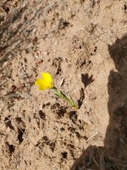 Malacothrix fendleri