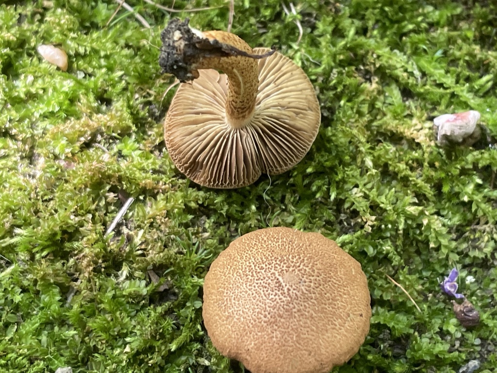 Mallocybe unicolor · September 2026 · photo: Photo: (c) Mical, some rights reserved (CC BY) · iNaturalist