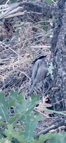 Mountain Chickadee