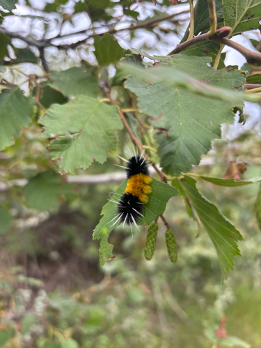 Spotted Tussock Moth