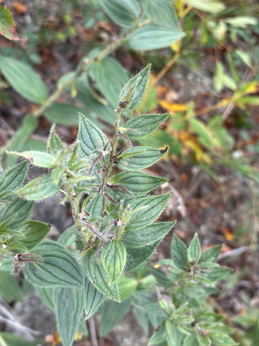 western false gromwell
