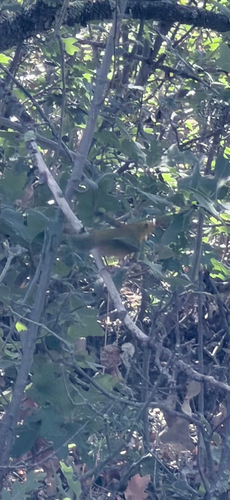 Wilson's Warbler