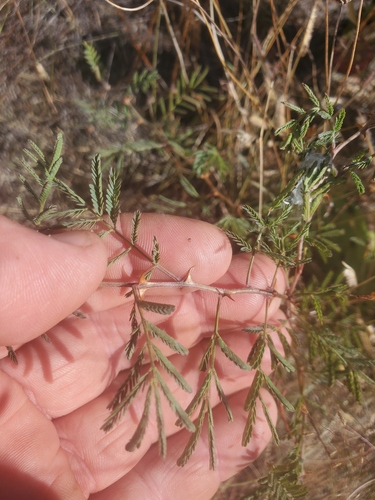 pink mimosa
