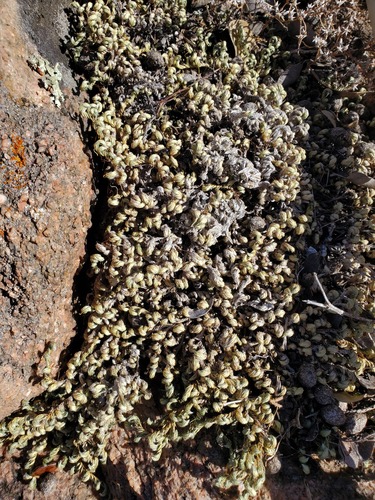 Peruvian Spikemoss
