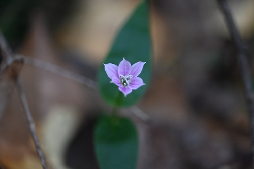 Schelhammera undulata, photograph 3