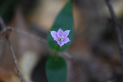Schelhammera undulata, photograph (c) Bryce Watts-Parker, some rights reserved (CC BY)