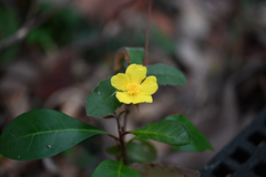 (c) Bryce Watts-Parker, some rights reserved (CC BY) Hibbertia dentata, photograph (c) Bryce Watts-Parker, some rights reserved (CC BY)