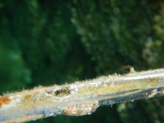 Rhyssoplax olivacea
