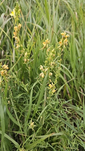 common toadflax