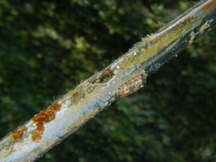 Rhyssoplax olivacea
