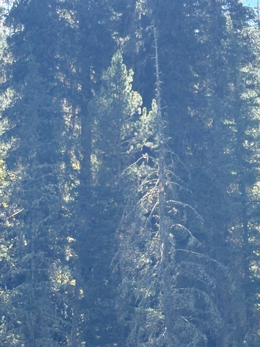 Bald Eagle