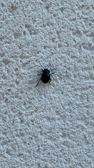 Timarcha tenebricosa