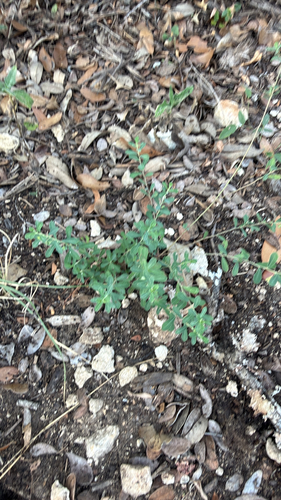 Smartweed Leafflower