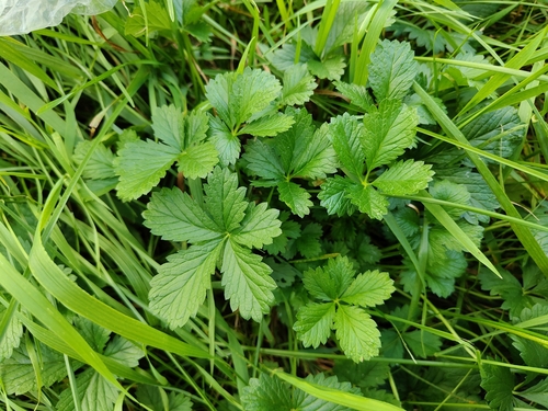 Potentilla × intermedia, photograph 4