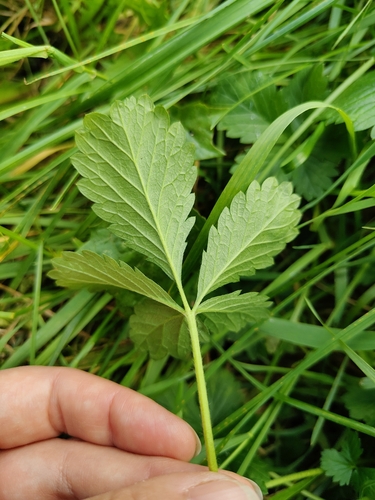 Potentilla × intermedia, photograph 5