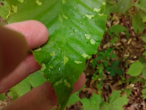 Eriophyidae