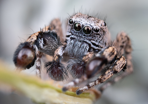 Oregon Paradise Spider
