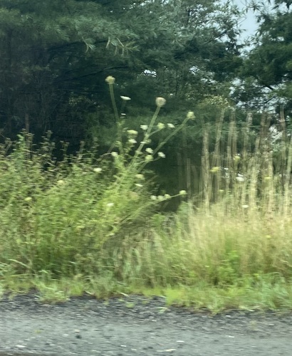 wild carrot