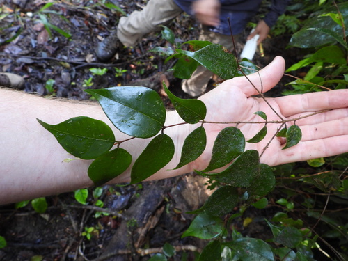 Uromyrtus observed 2026-05-03