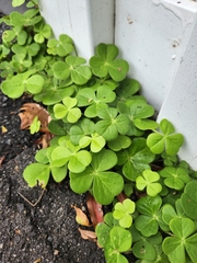 Oxalis bowiei, photograph author not stated, no rights reserved