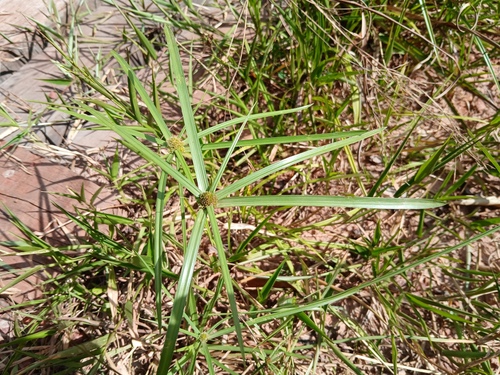 Cyperus aromaticus observed 2026-08-29
