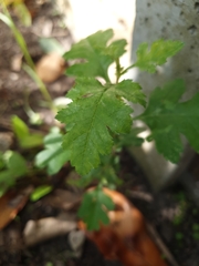 Magnoliopsida
