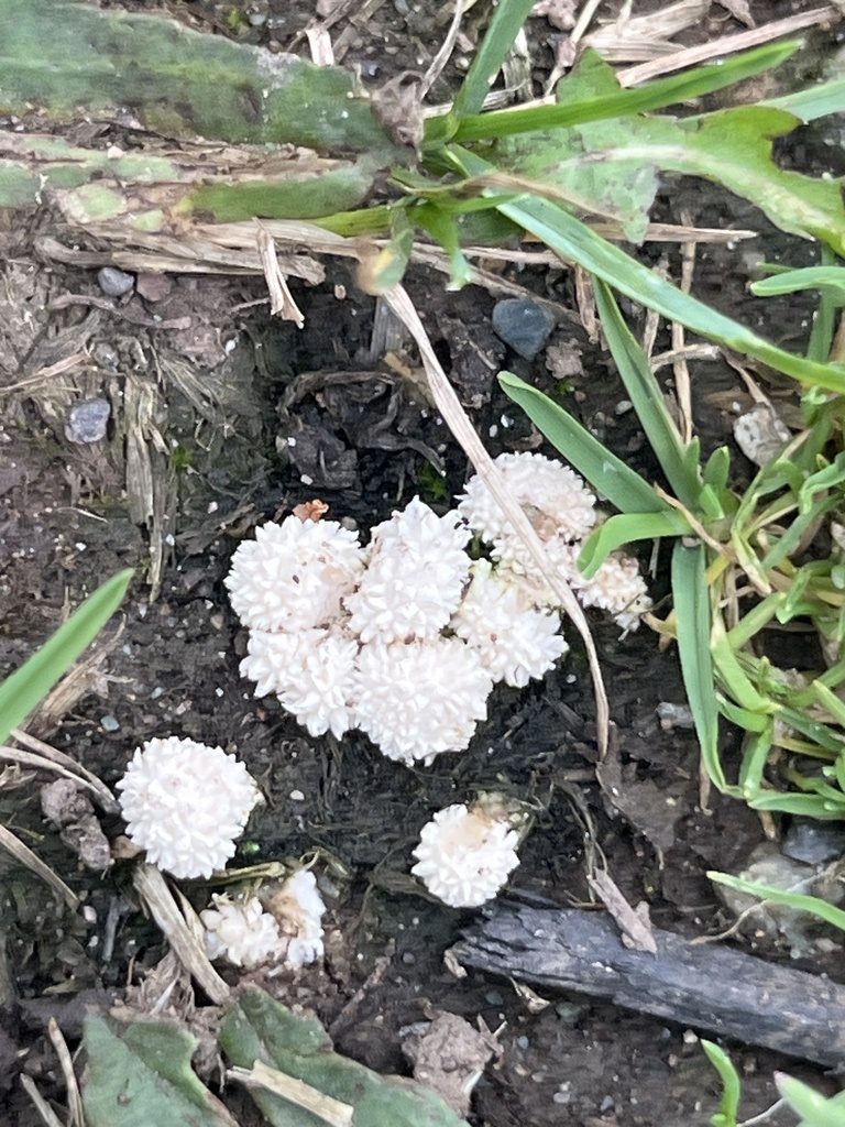 Curtis's Puffball · September 2026 · photo: Photo: (c) Sheila Furlong, some rights reserved (CC BY-SA) · iNaturalist