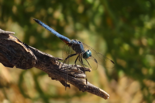 Blue Dasher