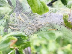 Yponomeuta evonymella