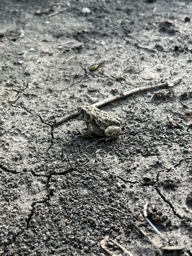 Canadian Toad