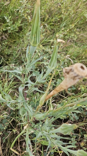 Yellow Salsify