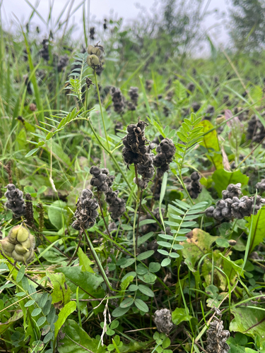 Chickpea Milkvetch