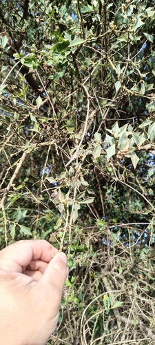 Jodina rhombifolia