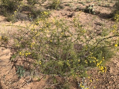 Vachellia vernicosa