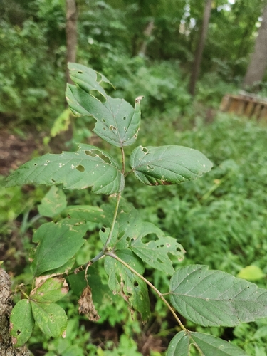 box elder