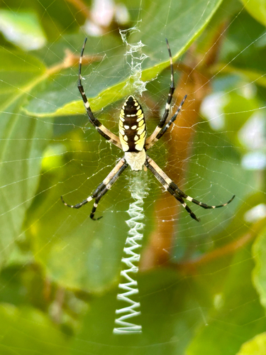 Yellow Garden Spider