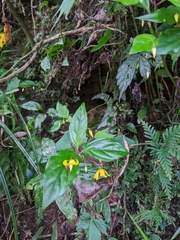 Lysimachia ardisioides